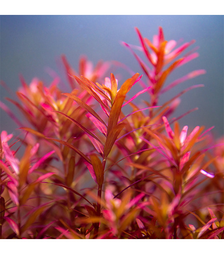 Rotala blood red sg variant en pot