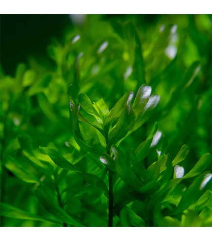 Rotala macrandra bengladesh en pot
