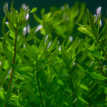 Rotala macrandra bengladesh en pot