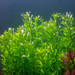 Rotala macrandra bengladesh en pot