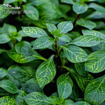 Ludwigia sp. 'Atlantis' en pot