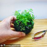 Pilularia globulifera en pot