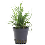 Eriocaulon sp. 'Dong Ha' en pot