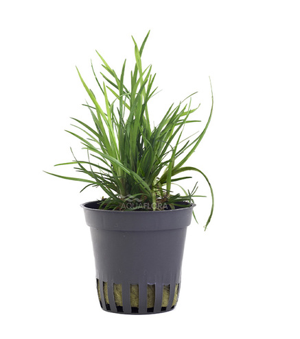 Eriocaulon sp. 'Dong Ha' - PE  en pot 5.5cm