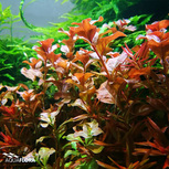 Ludwigia sp. 'Atlantis' en pot