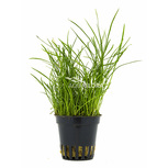 Pilularia globulifera en pot