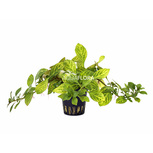 Ludwigia sp. 'Atlantis' en pot