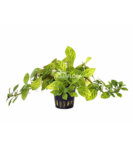 Ludwigia sp. 'Atlantis' - PE  en pot 5.5cm