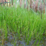 Pilularia globulifera en pot