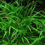 Eriocaulon sp. 'Dong Ha' en pot
