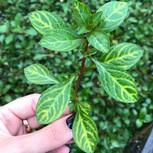Ludwigia sp. 'Atlantis' en pot