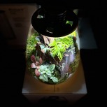 Bio Bottle QD205 BIOLOARK Terrarium | Wabi-Kusa | Mossarium +led