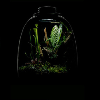 Bio Bottle QD205 BIOLOARK Terrarium | Wabi-Kusa | Mossarium +led
