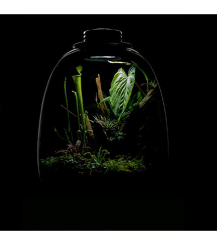 Bio Bottle QD205 BIOLOARK Terrarium | Wabi-Kusa | Mossarium +led