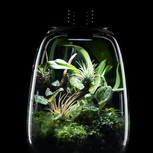 Bio Bottle QD205 BIOLOARK Terrarium | Wabi-Kusa | Mossarium +led