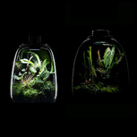 Bio Bottle QD172 BIOLOARK Terrarium | Wabi-Kusa | Mossarium +led