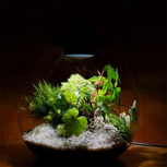 Bio Bottle PD170 BIOLOARK Terrarium | Wabi-Kusa | Mossarium +led