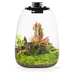 Bio Bottle QD205 BIOLOARK Terrarium | Wabi-Kusa | Mossarium +led