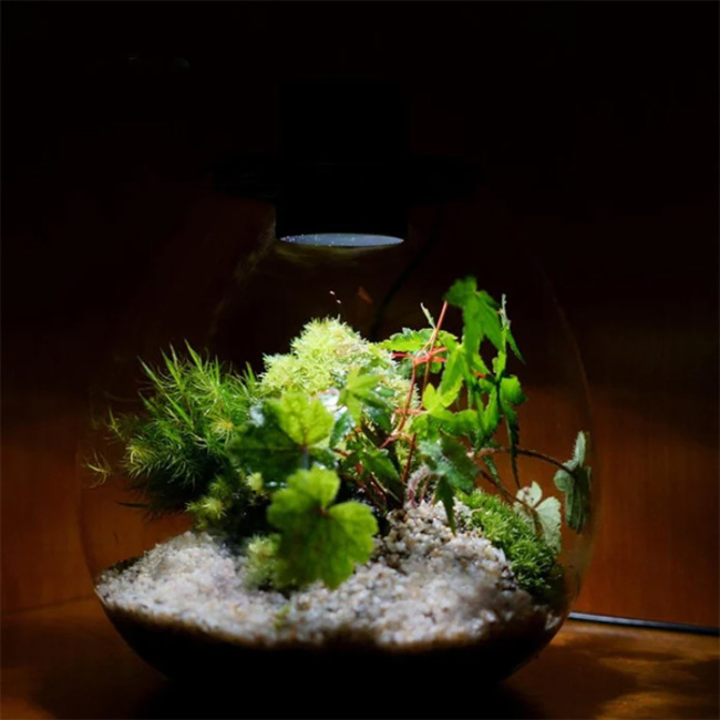 terrarium boule led