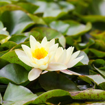 Nymphaea 'Pymaea Helvola' (fleur jaune pâle)