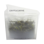 Cryptocoryne 'Rubella' in vitro