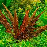 Cryptocoryne 'Rubella' in vitro