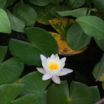 Nymphaea 'Pygmaea Alba' (fleur blanche)