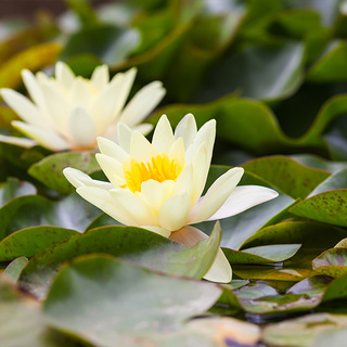 Nymphaea 'Pymaea Helvola' (fleur jaune pâle)