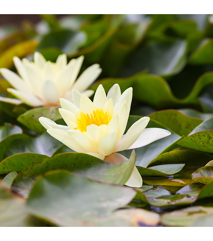 Nymphaea 'Pymaea Helvola' (fleur jaune pâle)