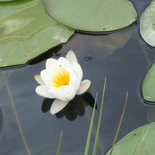 Nymphaea 'Pygmaea Alba' (fleur blanche)