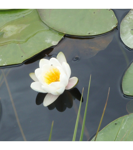 Nymphaea 'Pygmaea Alba' (fleur blanche)