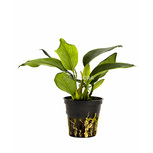 Lot de 5 pots Anubias 