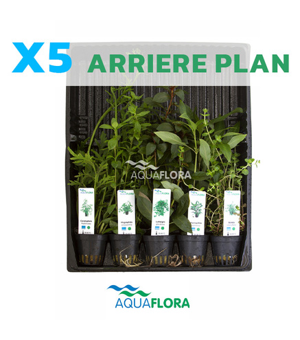Lot de 5 plantes en pot pour l'arrière plan
