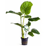 Lot de 5 pots Anubias 