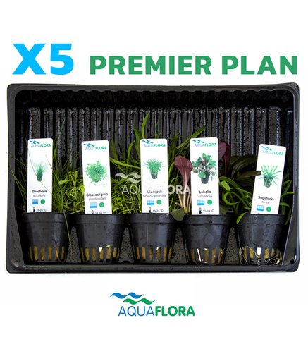 Lot de 5 plantes en pot pour premier plan