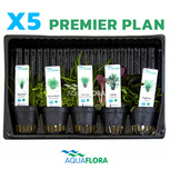 Lot de 5 plantes en pot pour premier plan