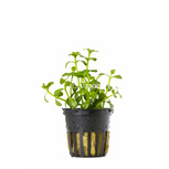 Lot de 5 plantes en pot pour le centre