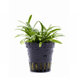 Lot de 5 plantes en pot pour premier plan