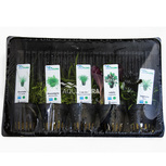 Lot de 5 plantes en pot pour premier plan