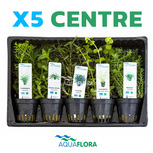 Lot de 5 plantes en pot pour le centre