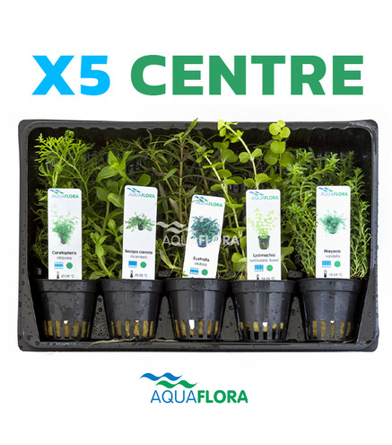 Lot de 5 plantes en pot pour le centre