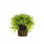 Lot de 5 plantes en pot pour premier plan