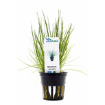 Lot de 5 plantes en pot pour premier plan