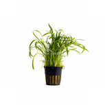 Lot de 5 plantes en pot pour premier plan