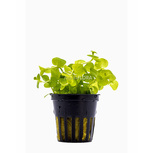 Lot de 5 plantes en pot pour le centre