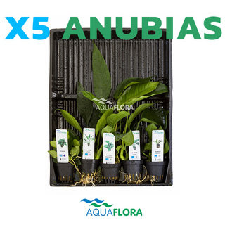 Lot de 5 pots Anubias 