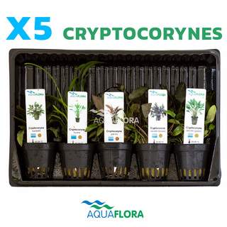 Lot de 5 pots Cryptocorynes