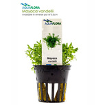 Lot de 5 plantes en pot pour le centre