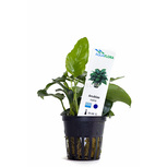 Lot de 5 pots Anubias 