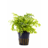 Lot de 5 plantes en pot pour le centre